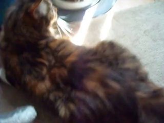 Neige se laisse coiffer ....... ou pas