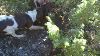 Petit sanglier pris sur le Larzac .