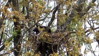 nesting crows