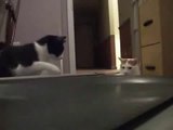 Due gattini alla scoperta di un tapis roulant