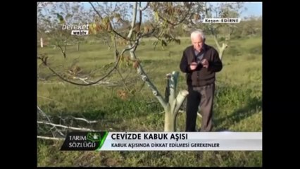 Ceviz Aşılaması (Kabuk Aşısı) 3.Bölüm