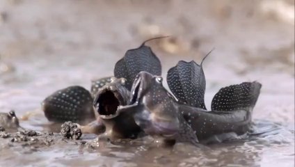 Karada Yaşayan Balık - Çamur Zıpzıpı