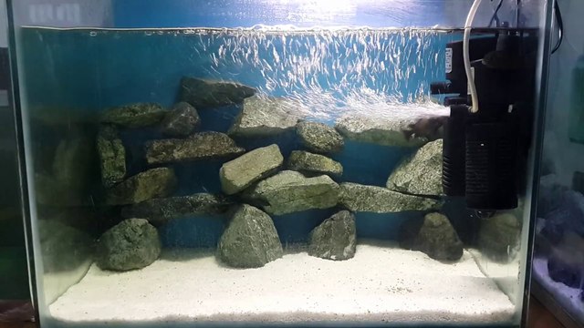 Tropheus Bemba Akvaryumum