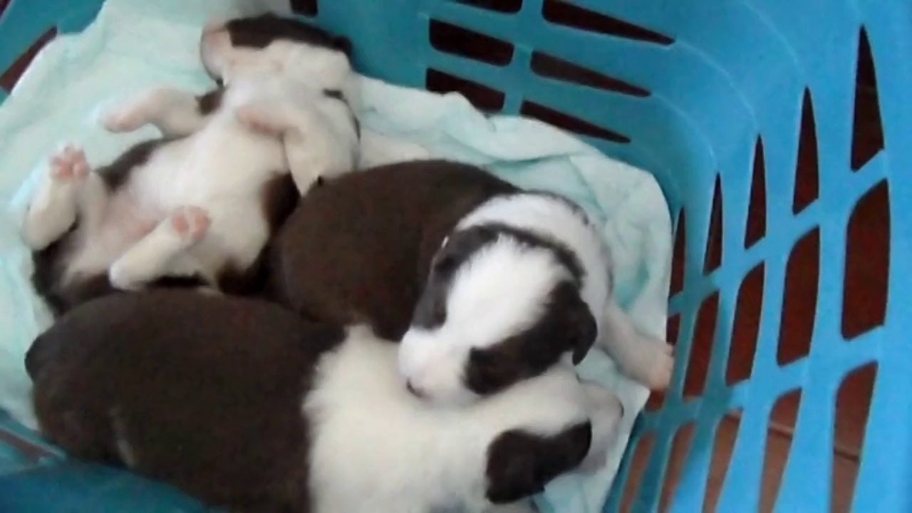 Cachorros Hana 2