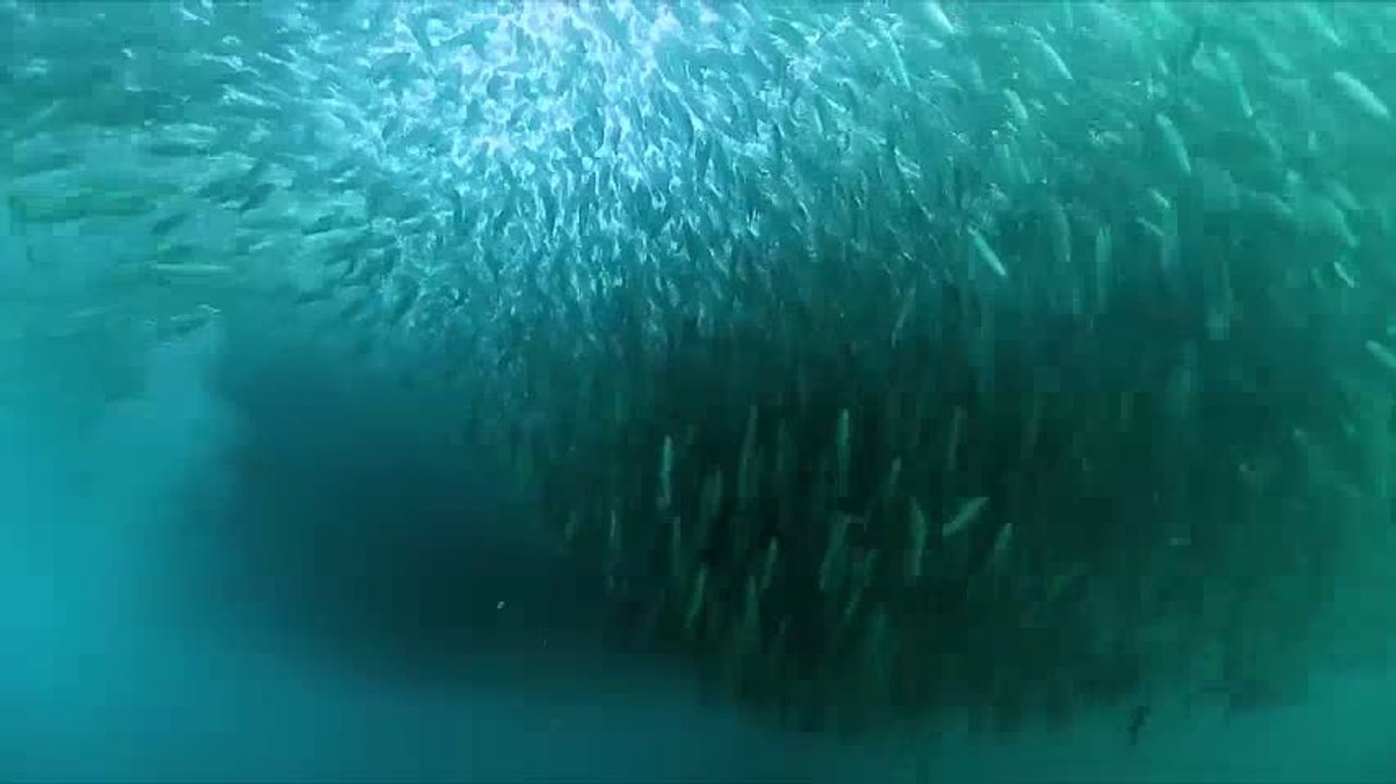 video4