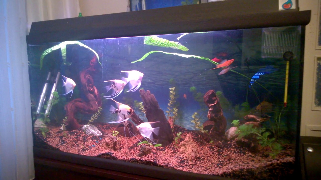 Bitkili canli doğuran ve melek akvaryumu
