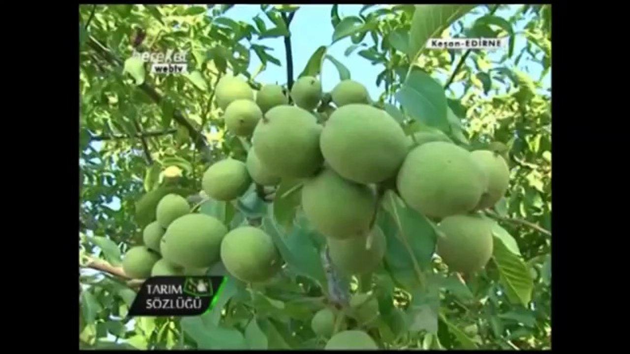Ceviz Aşılaması (Kabuk Aşısı) 5.Bölüm