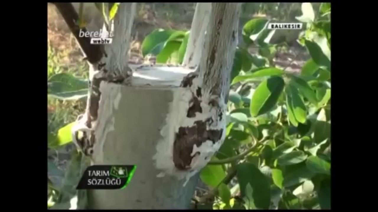 Ceviz Aşılaması (Kabuk Aşısı) 6.Bölüm