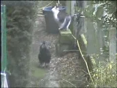 Piou piou et le chat des voisins