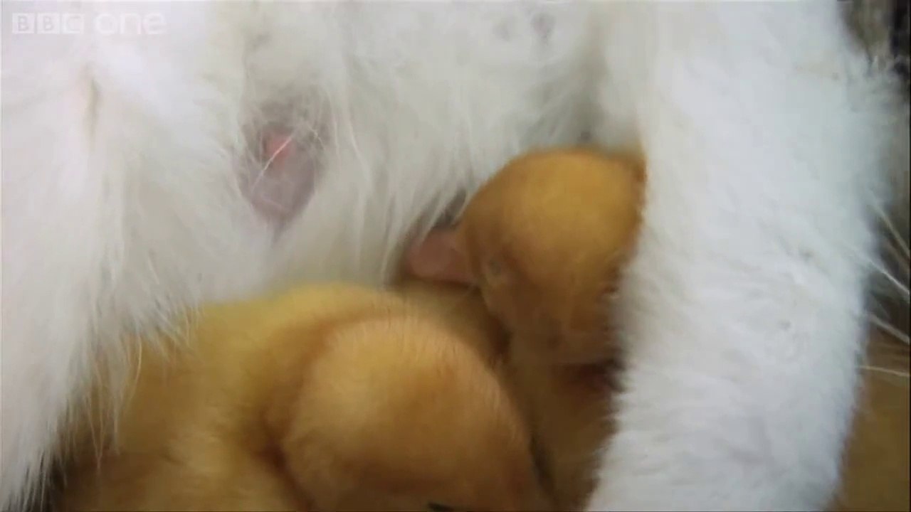 Cat cuddles kittens and adopted ducklings