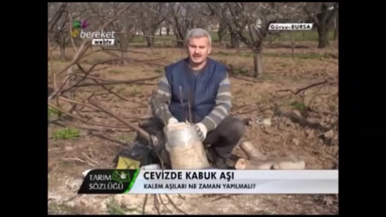 Ceviz Aşılaması (Kabuk Aşısı) 10.Bölüm