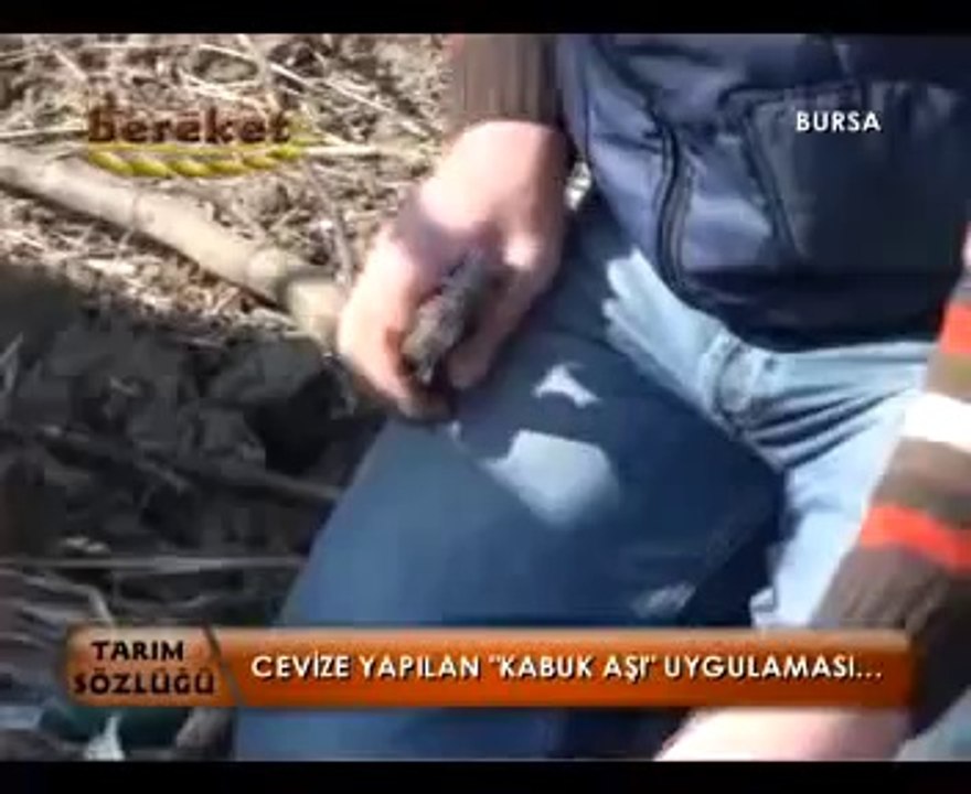 Cevizde Kabuk Aşı