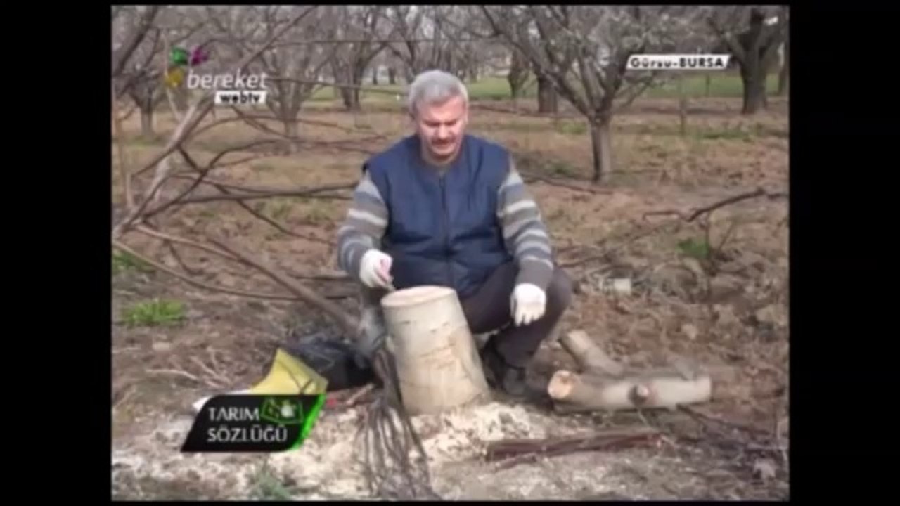 Ceviz Aşılaması (Kabuk Aşısı) 8.Bölüm