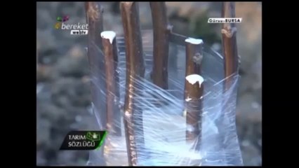 Ceviz Aşılaması (Kabuk Aşısı) 9.Bölüm