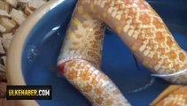 Kendini yiyen yılan