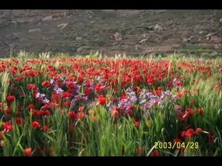 الحان وشباب 2012 شــشـار ولايـة خنــشـلة