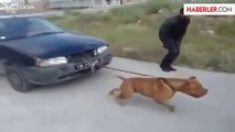 Pitbull Otomobili Tasmasıyla Çekti