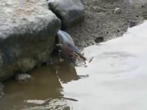 Green heron catches fish with bait