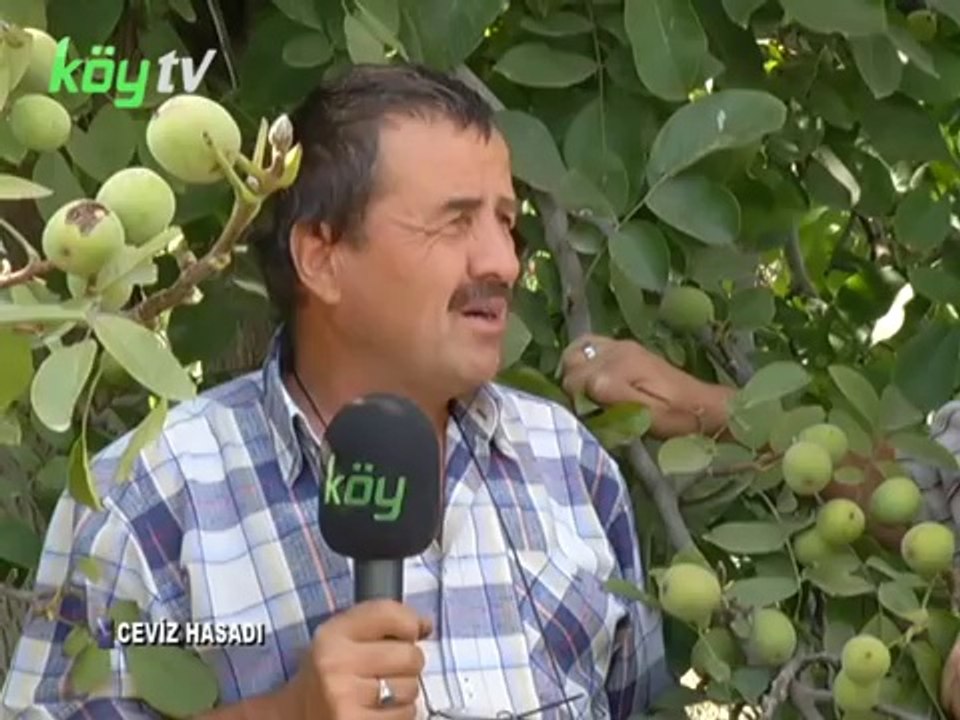 CEVİZ HASADI 1. Bölüm