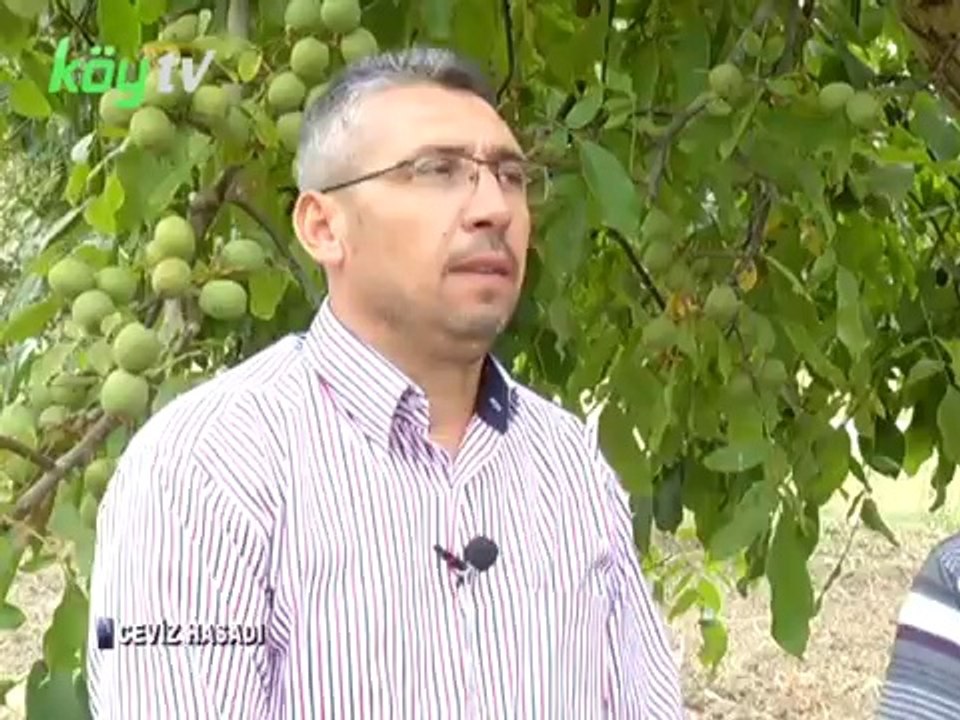 CEVİZ HASADI - 2. Bölüm