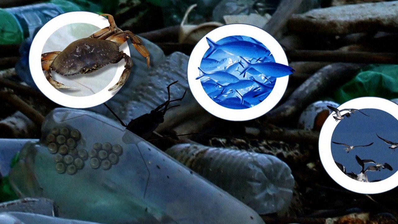 The Great Pacific Garbage Patch