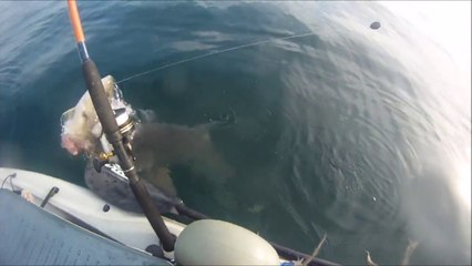 Kayaker gets a surprise visit from a shark