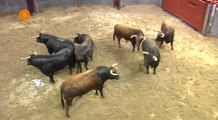 Orden de lidia de los toros de Jandilla-Vegahermosa para el 5 de mayo en la Maestranza
