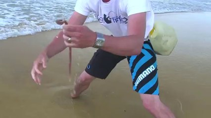 How To Catch Beach Worms