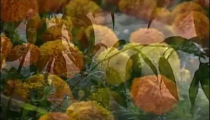 dini islami düğün nişan sünnet organizasyonu CÜRMÜM İLE GELDİM SANA (HİDAYET DOĞAN) MP2