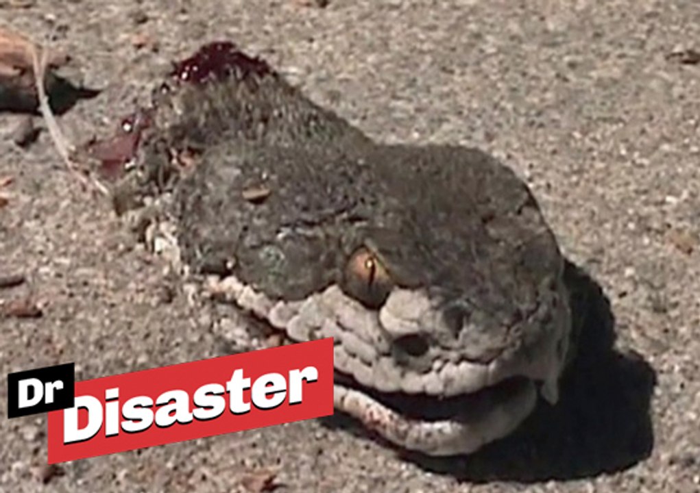 Le serpent zombie / Dr Disaster