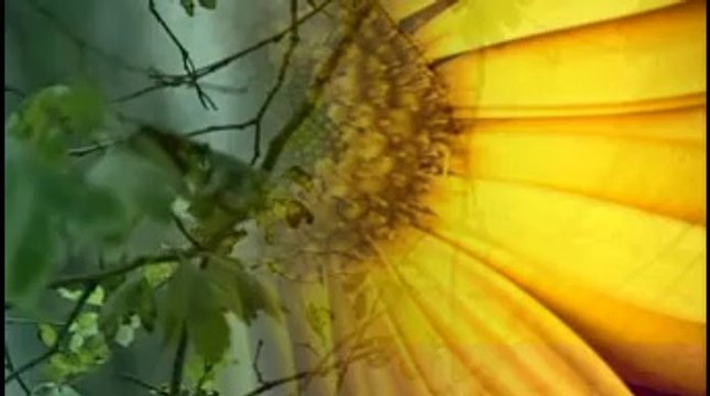 dini islami düğün nişan sünnet organizasyonu HİDAYET DOĞAN'DAN YEMEN İLLERİNDEN VEYSEL KARANİ