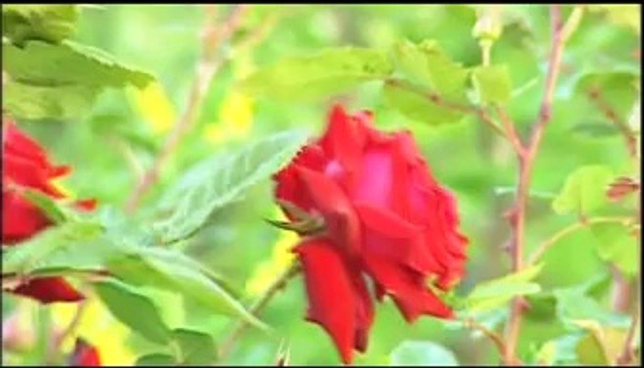 dini islami düğün nişan sünnet organizasyonu EY YOLCULAR İLAHİSİ- HİDAYET DOĞAN