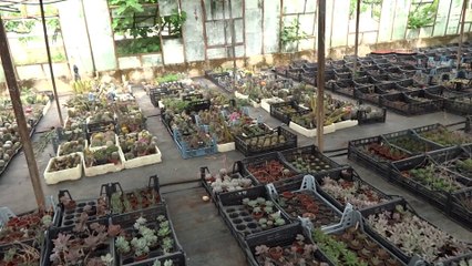 ŞÜKRÜ ÇETİN . KAKTÜS SERASI 1