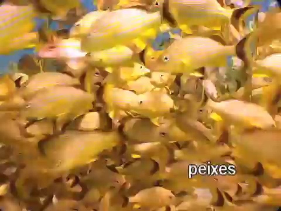 Eur Portuguese for kids - Eur Portuguese language learning for children - greetings & animals DVD & flash cards