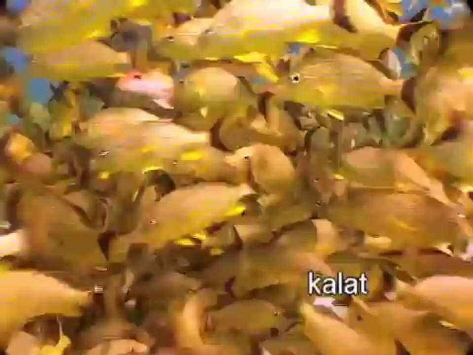 Finnish for kids - Finnish language learning for children - greetings & animals DVD & flash cards