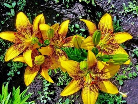 BEHIYE AKSOY-YEŞERECEK DALIM YOK