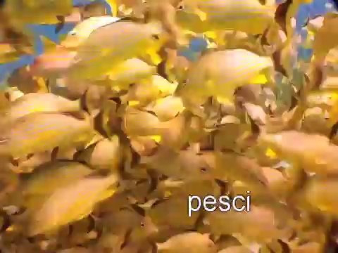 Italian for kids - Italian language learning for children - greetings & animals DVD & flash cards