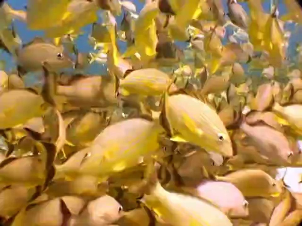 Persian for kids - Persian language learning for children - greetings & animals DVD & flash cards