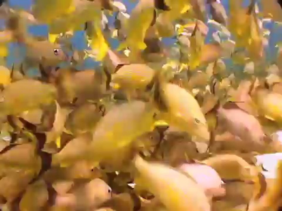 Tagalog for kids - Tagalog language learning for children - greetings & animals DVD & flash cards