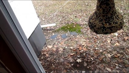 Squirrel Plots to Get Bird Seeds