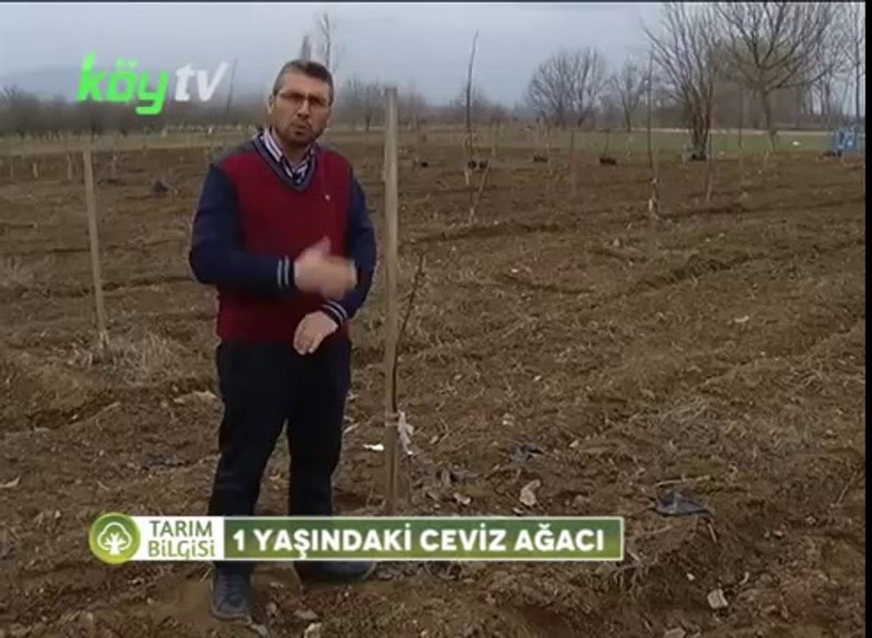 1 Yaşında ki Ceviz Ağacı