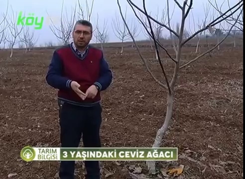 3 Yaşında ki Ceviz Ağacı