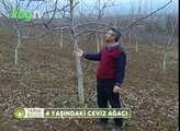 4 Yaşında ki Ceviz Ağacı