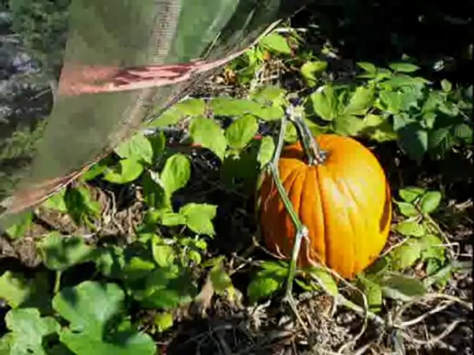 Park Slope Serenade by Billy J Bryan & The Ax Grinders / written by Robert Segarra