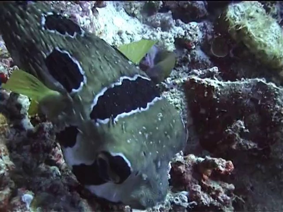 Croisière plongée aux Maldives en 2008