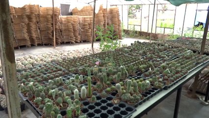 ŞÜKRÜ ÇETİN . KAKTÜS SERASI 2