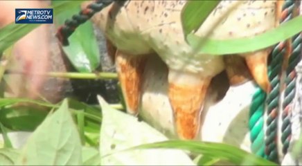 Warga Tangkap Buaya Terbesar Di Dunia Ganas