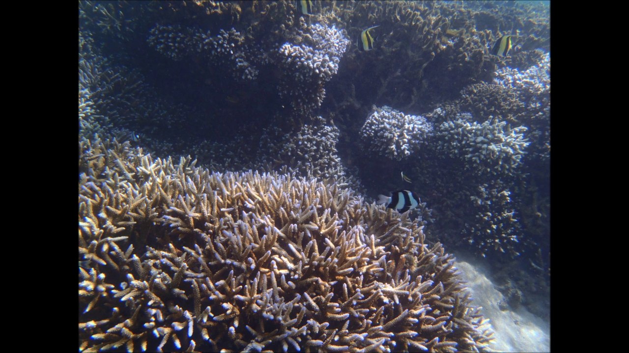 Snorkeling la Réunion 2014