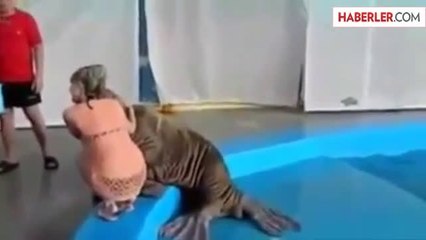 Kızı Poposundan Tokatlayan Deniz Aygırı