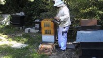 visite complète d'une ruche
